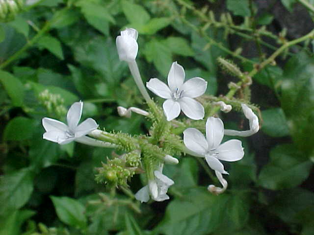 Plumbago scandens, flowers
