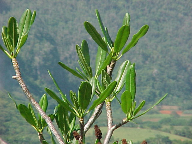 Plumeria emarginata