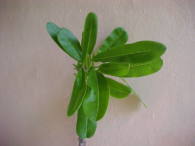 Plumeria emarginata, branch