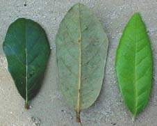 Quercus oleoides