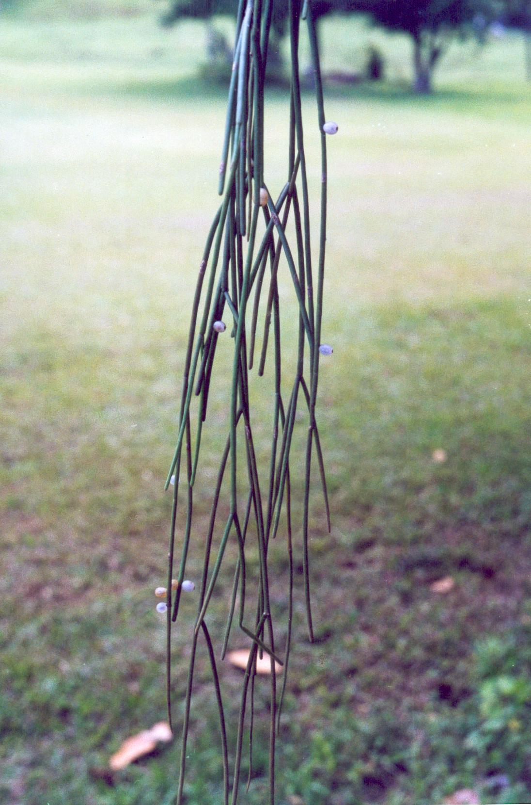 Rhipsalis baccifera