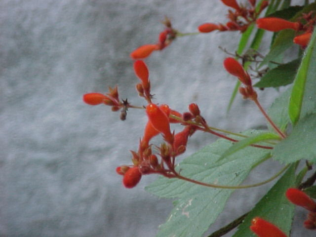 Rhytidophyllum rupincola, flowers
