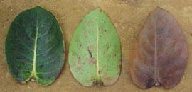 Roigella correifolia