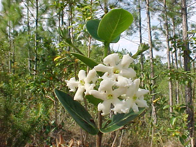 Roigella correifolia, flores