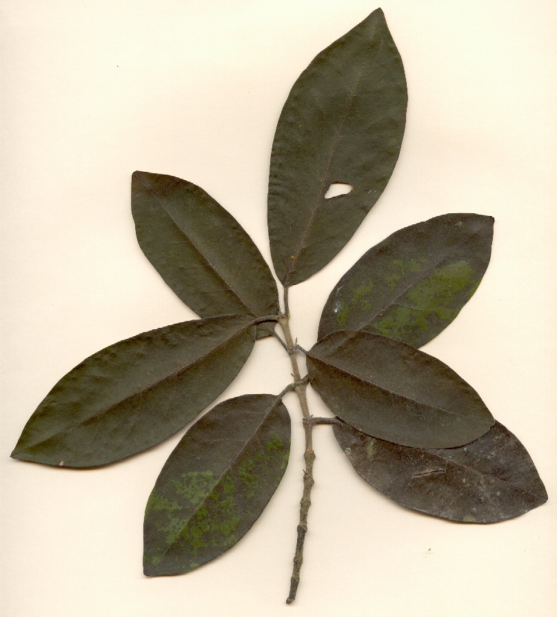 Rondeletia odorata, rama