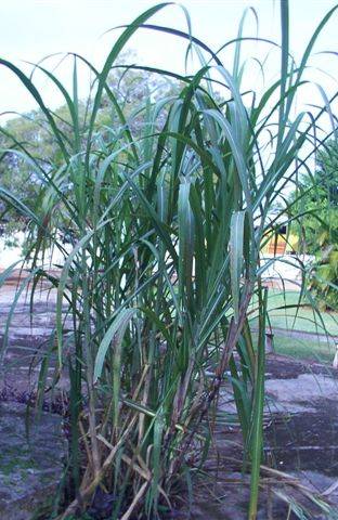 sugar cane