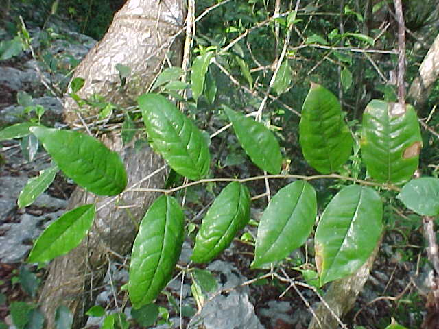 Savia sessiliflora, rama