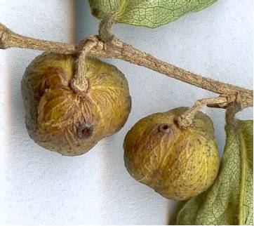 Savia sessiliflora, frutos