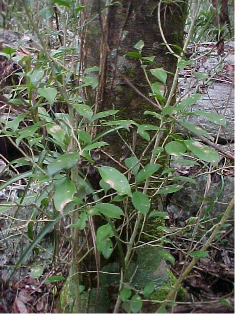 Schaefferia frutescens