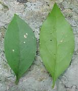 Schaefferia frutescens