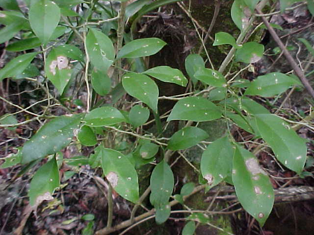 Schaefferia frutescens, branches