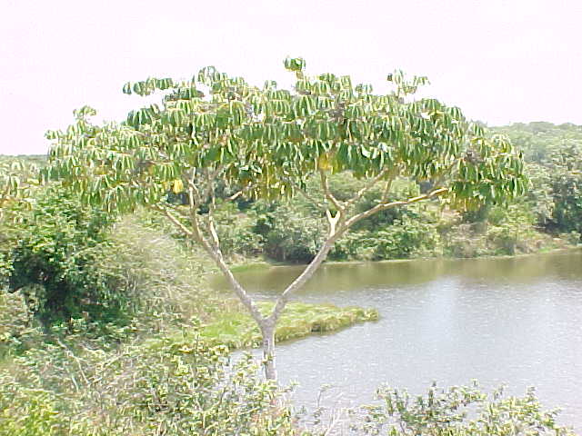 Schefflera morototoni
