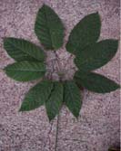 Shefflera morototoni, haz