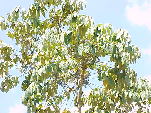 Schefflera morototoni, branches