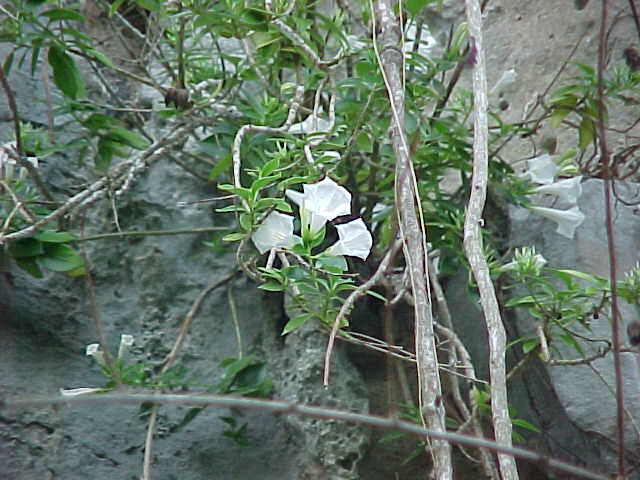 Siemensia pendula, h&aacute;bito