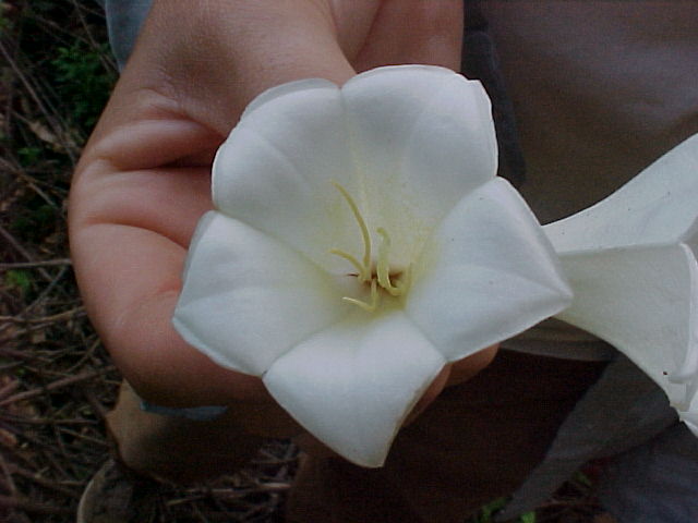 Siemensia pendula, flor