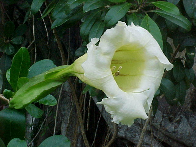 Solandra longiflora, flor