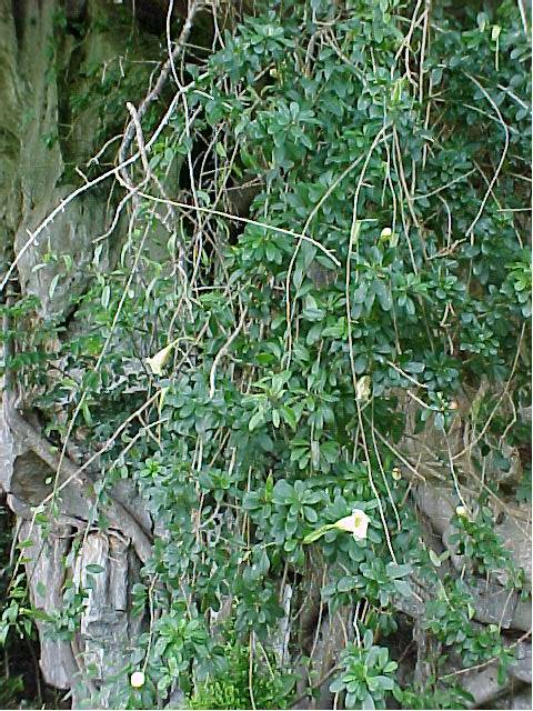 Solandra longiflora