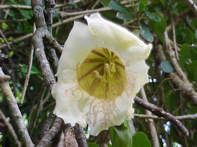 Solandra longiflora, flor