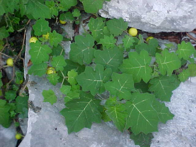 Solanum myriacanthum