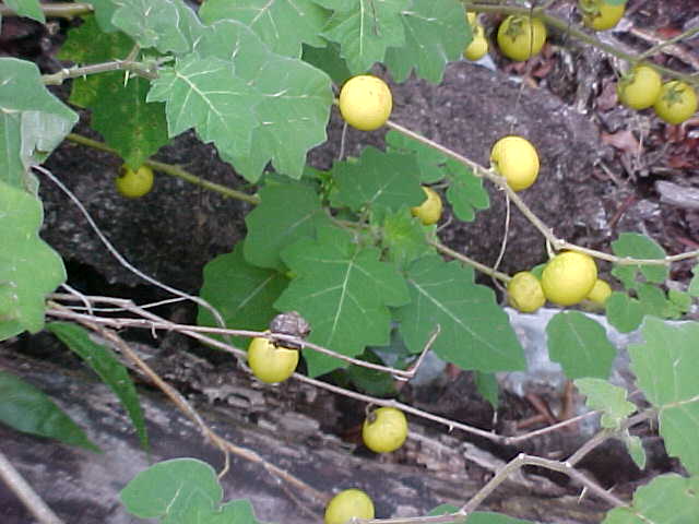 Solanum myriacanthum, fruit