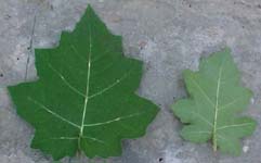 Solanum myriacanthum