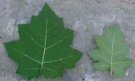 Solanum myriacanthum