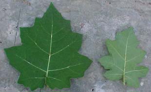 Solanum myriacanthum