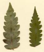 Spathelia brittonii, foliolos muertos