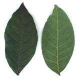 Spathodea campanulata, foliolos