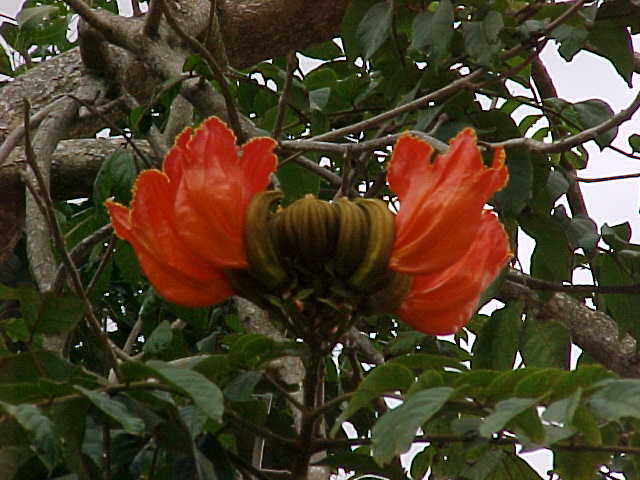 Spathodea campanulata, flowers