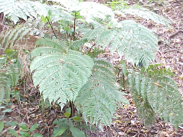 Sphaeropteris myosuroides