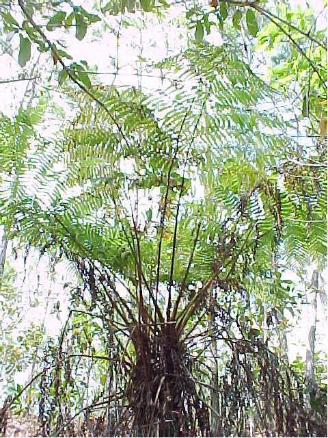 Sphaeropteris myosuroides