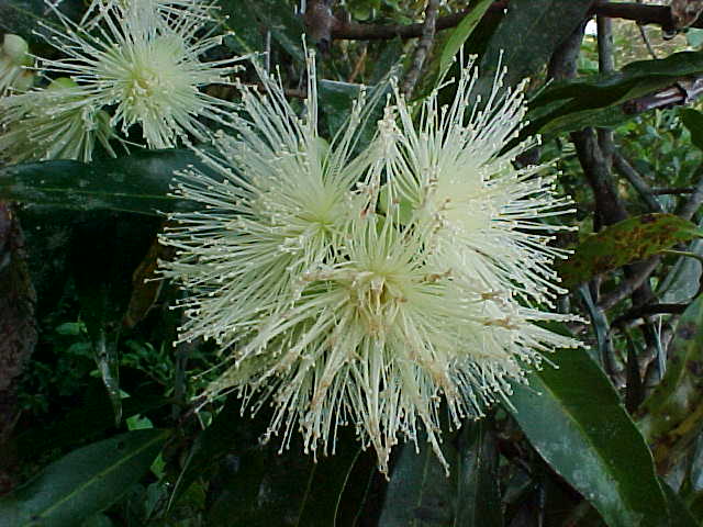 Syzygium jambos, flores