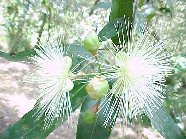 Syzygium jambos, flores