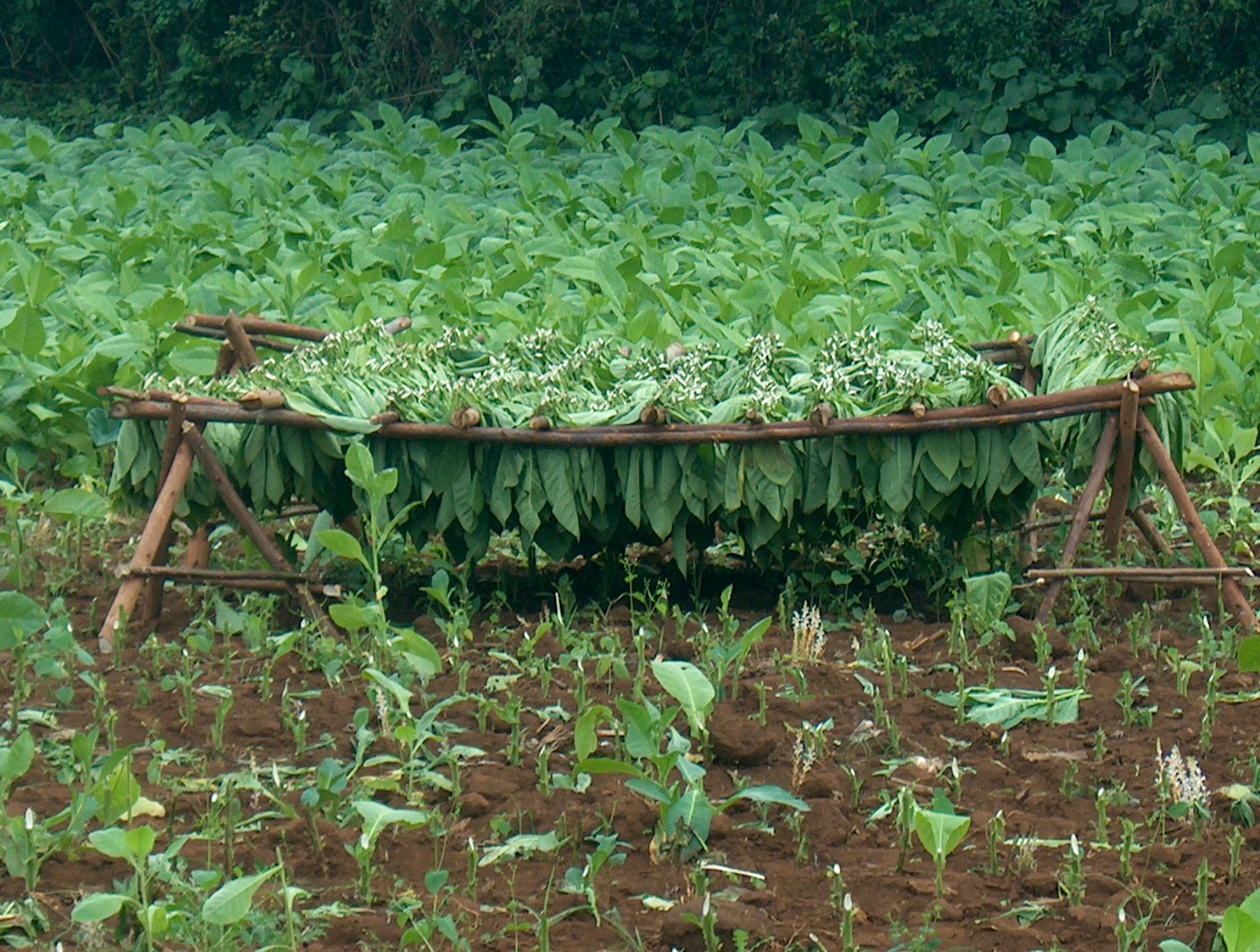 secadero de tabaco / tobacco drier