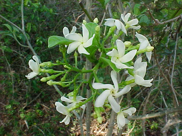 Tabernaemontana amblyocarpa