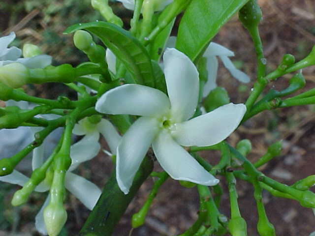 Tabernaemontana amblyocarpa, flower