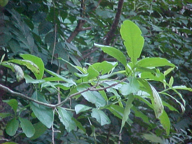 Terminalia neglecta, ramas