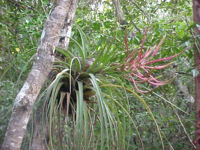 Tillandsia fasciculata Tillandsia fasciculata