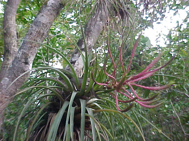 Tillandsia fasciculata