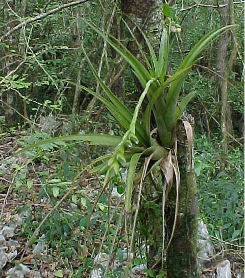 Tillandsia variabilis habit