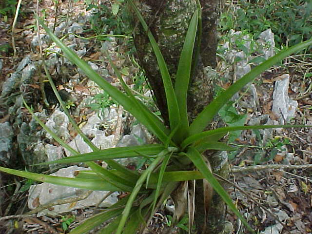 Tillandsia variabilis 