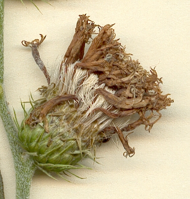 Vernonia aronifolia, inflorescencia seca