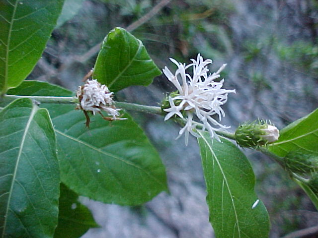 Vernonia aronifolia
