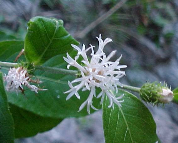 Vernonia aronifolia, inflorescencia