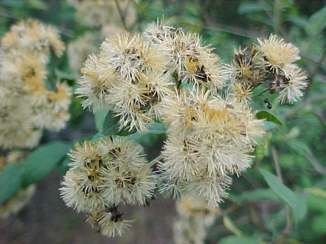 Vernonia menthaefolia, inflorescencias