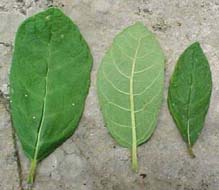 Vernonia menthaefolia