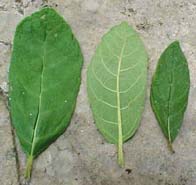 Vernonia menthaefolia