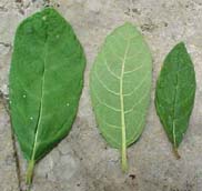 Vernonia menthaefolia